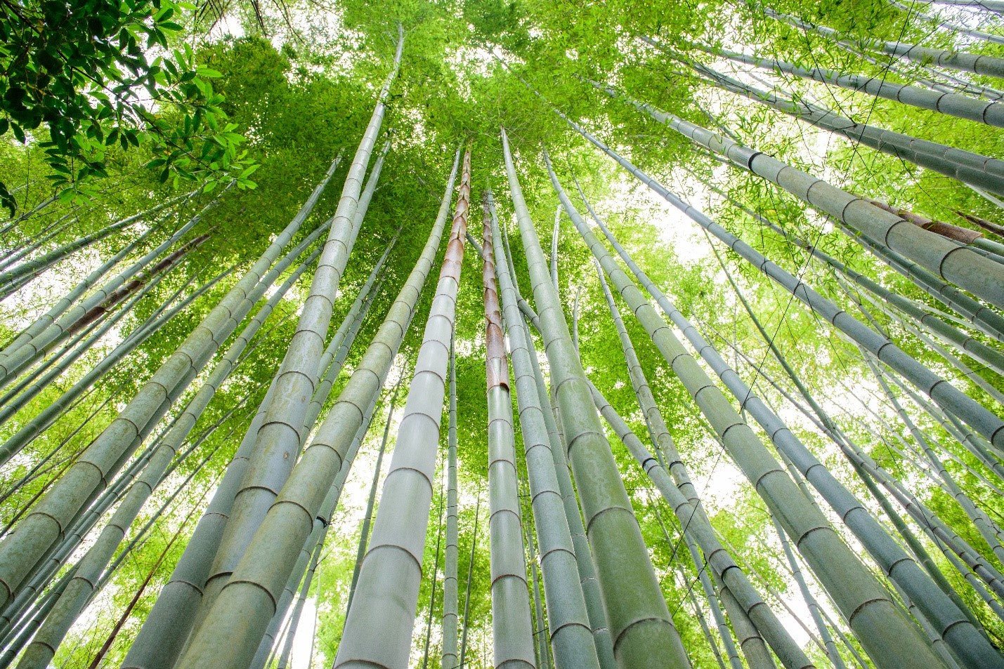 4 grunde til at vælge bambusmøbler